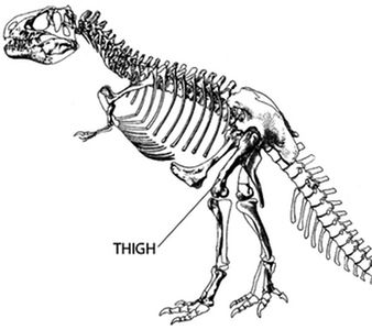 T. rex skeleton