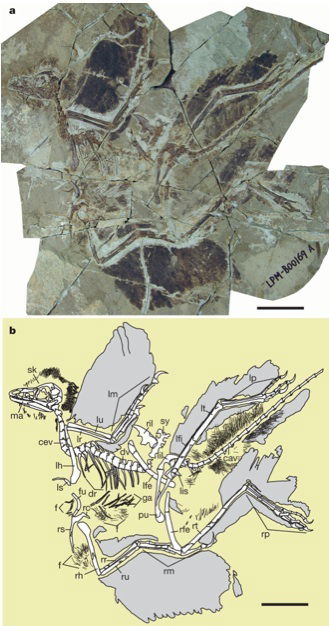 Anchiornis