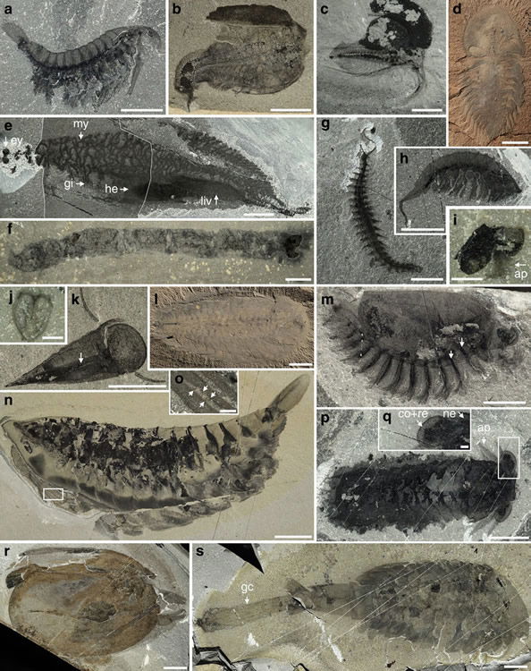 Cambrian fossils