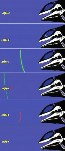 Whale Skull Shows Echolocation Appears Abruptly in Fossil Record