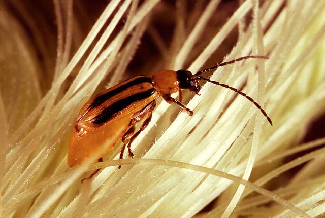 Western Corn Rootworm Adult