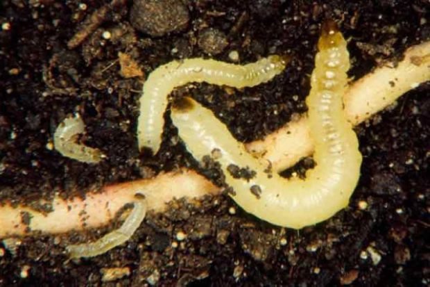 Western Corn Rootworm Larvae