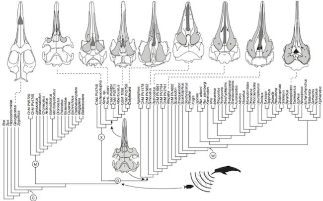 whale chart