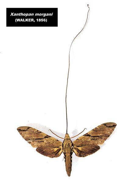 African Moth