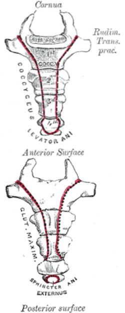 coccyx