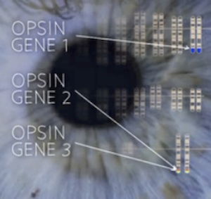 opsin