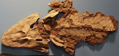 Tiktaalik