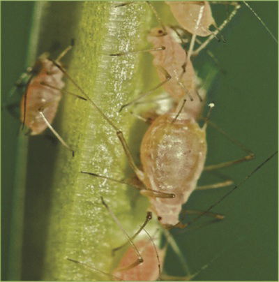 aphids