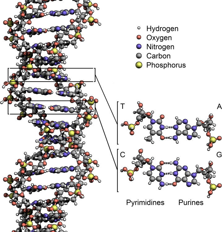 DNA Bases