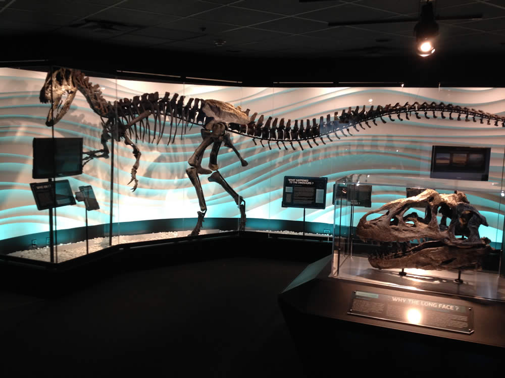 Allosaur Exhibit