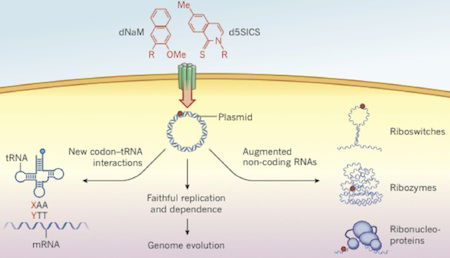 plasmid insertion