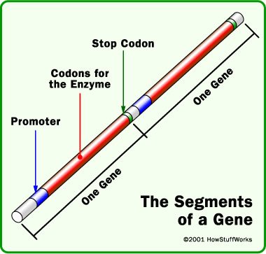 Segments of a Gene