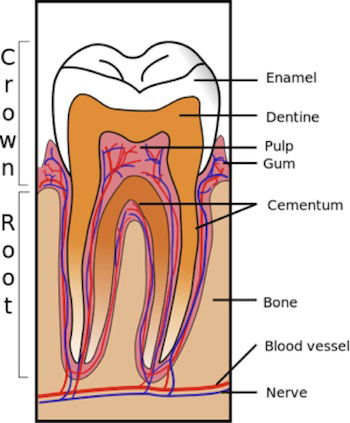 tooth