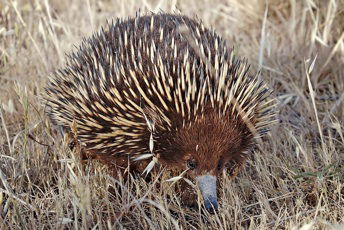 echidna