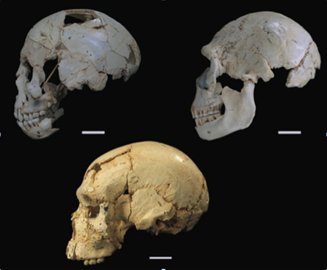 Reconstructed Skulls