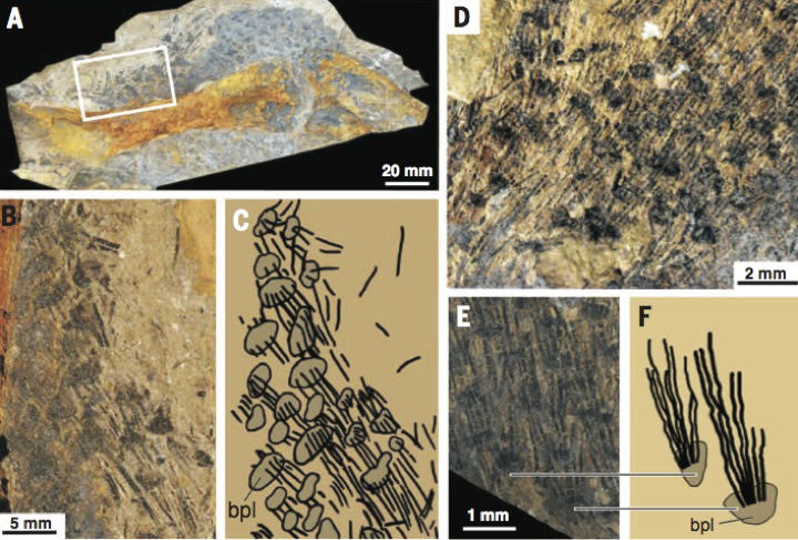 fossil-fibers