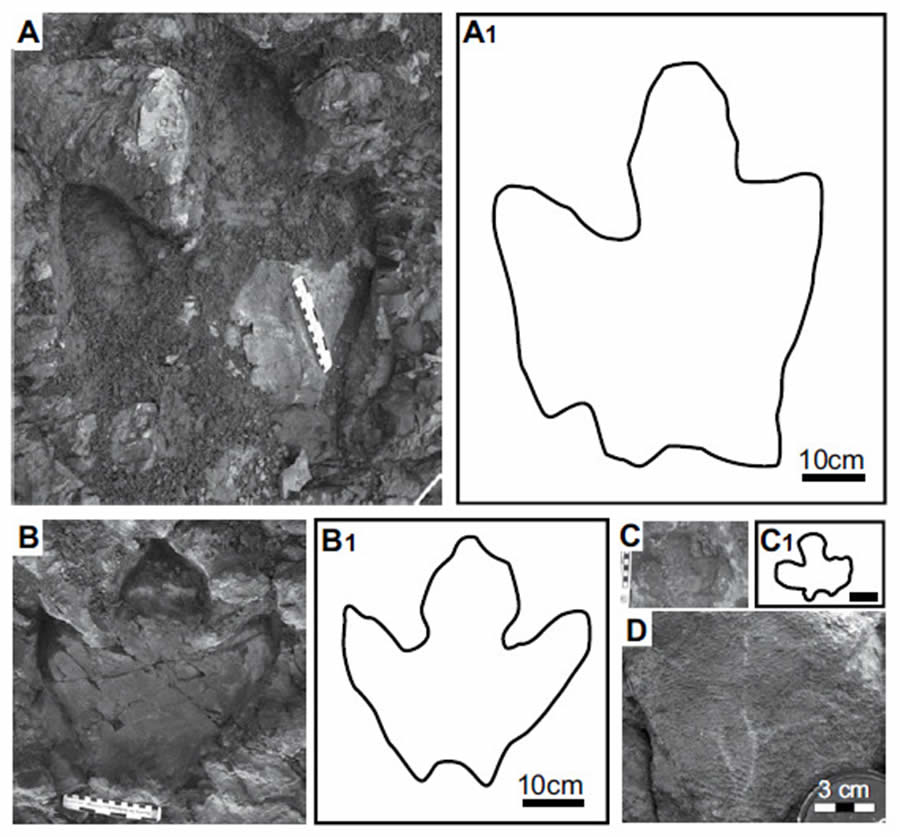 Hadrosaur tracks