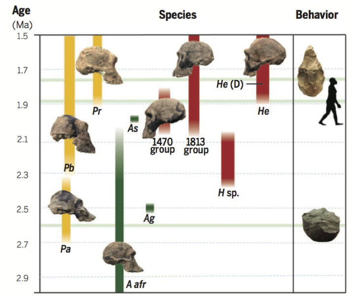 hominid-chart