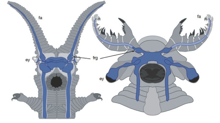 neural-comparison