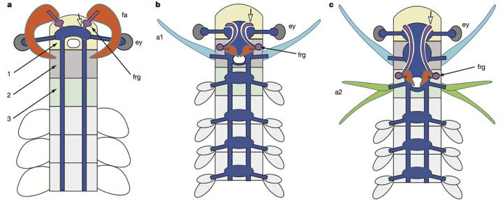 neural-evolution