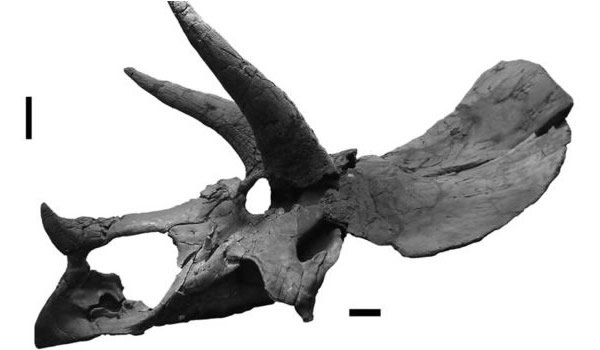 Triceratops I