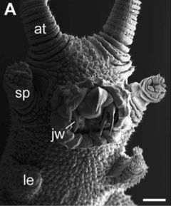 velvetworm-head