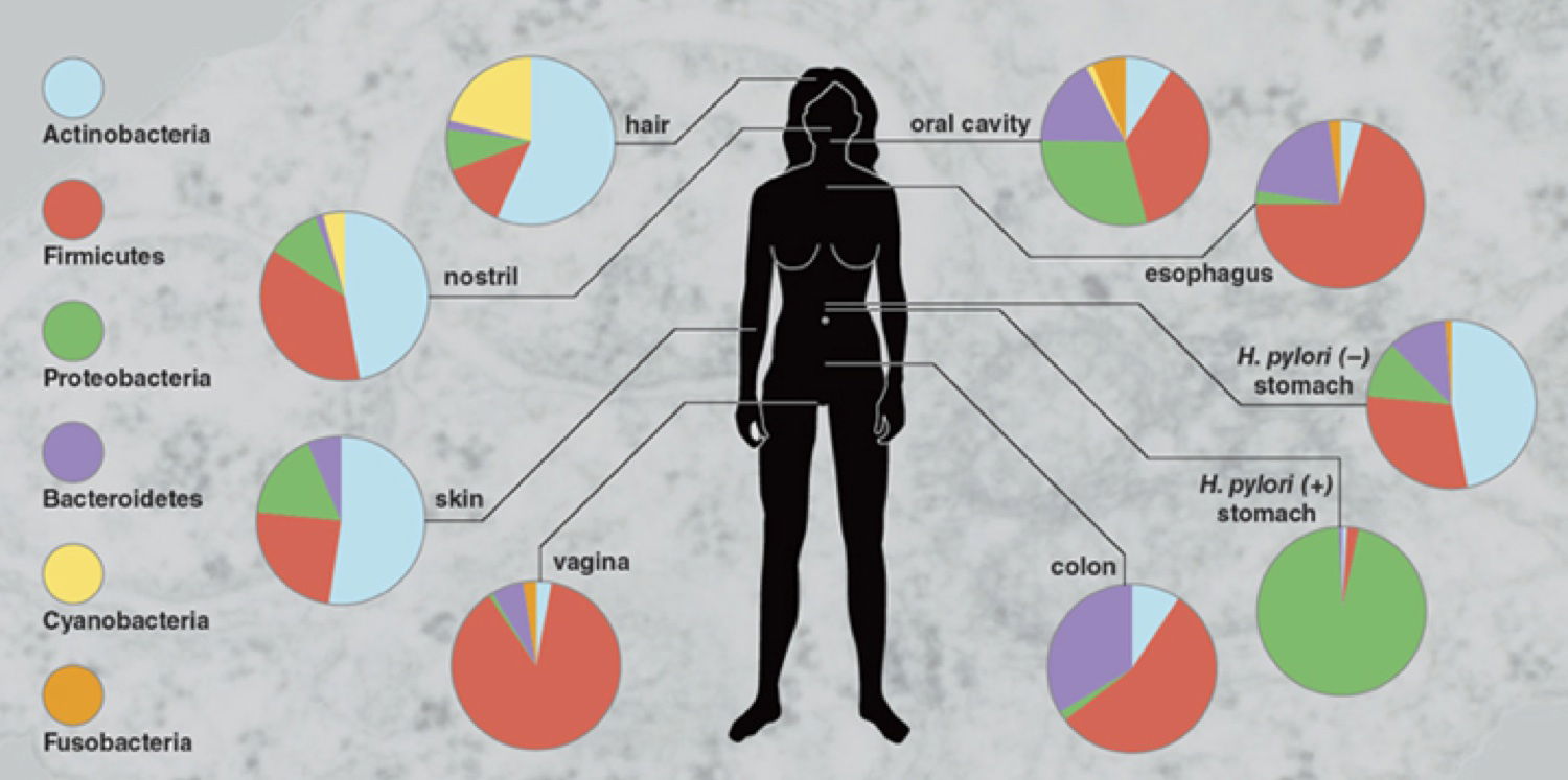 human microbiome