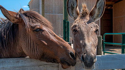 zonkey and zorse