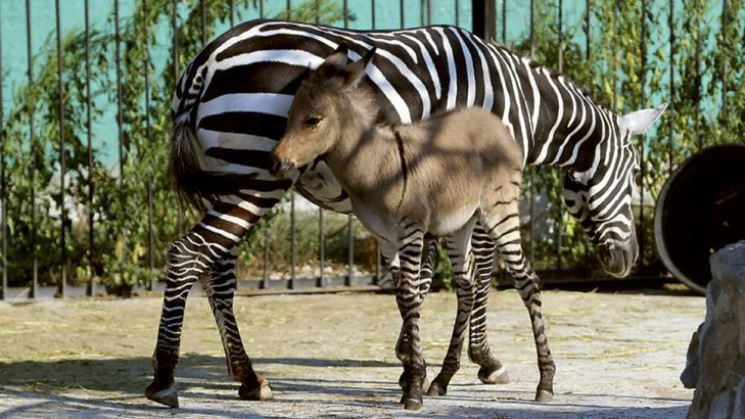 zonkey