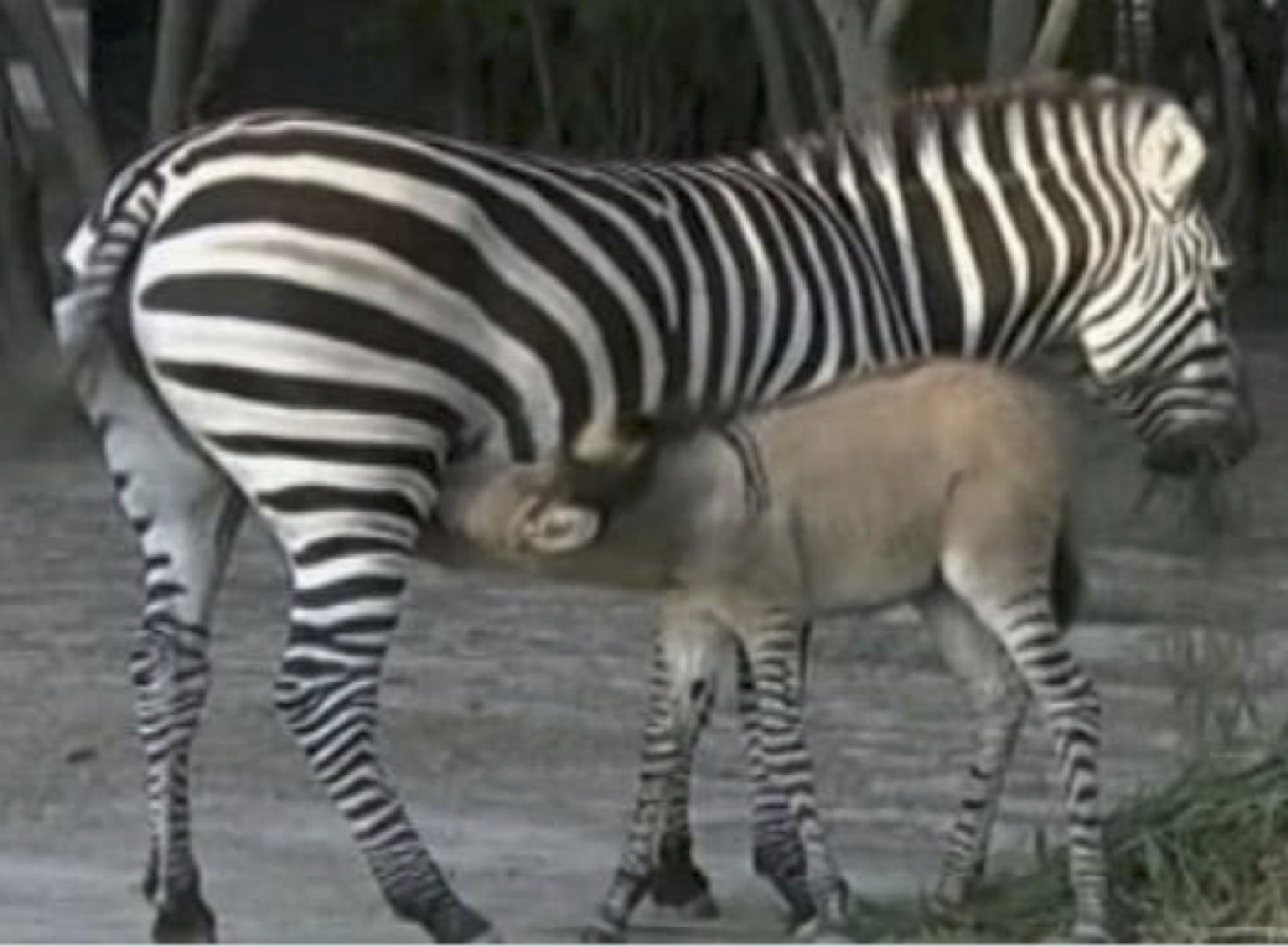 zonkey