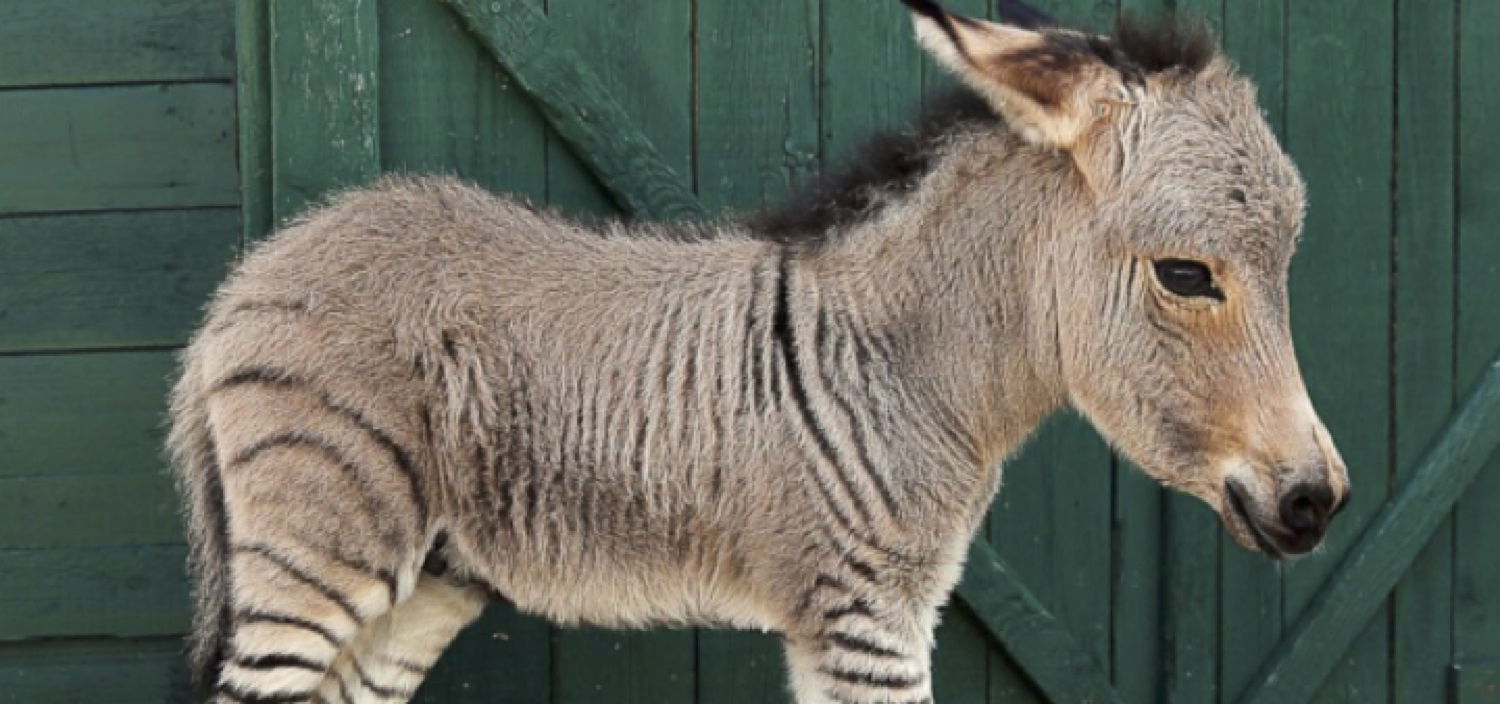 zonkey