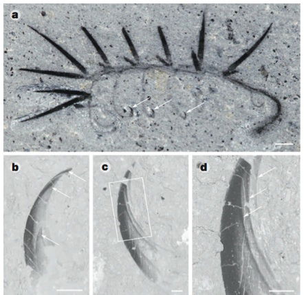 Hallucigenia claws