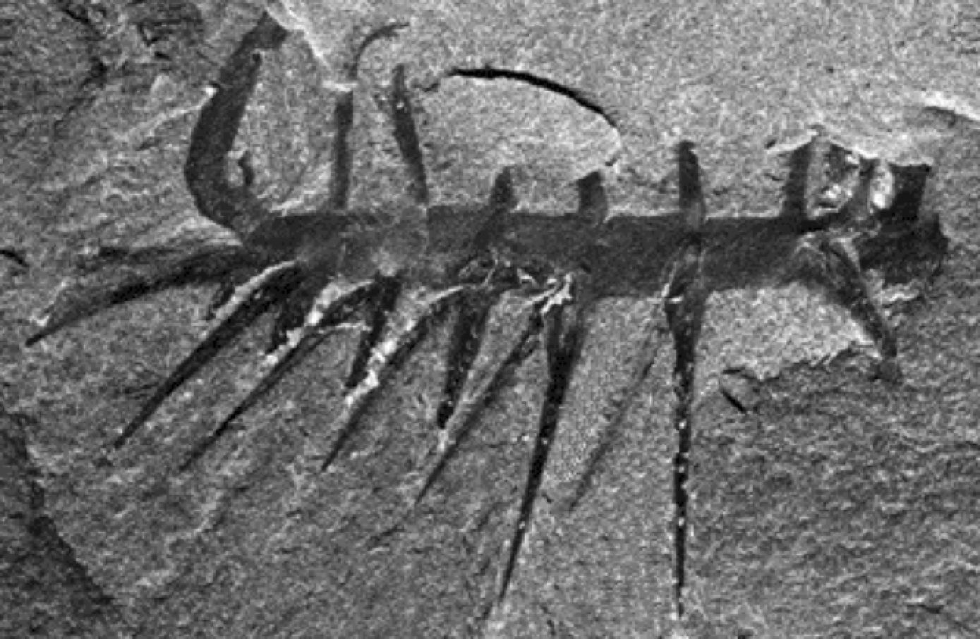 Hallucigenia fossil