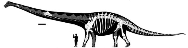 bones reconstruction