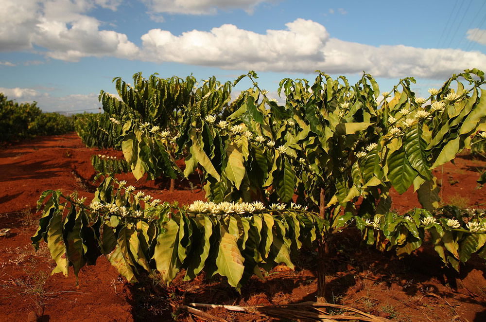 Coffee blossoms