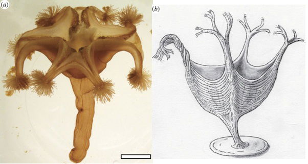 stalked jellyfish