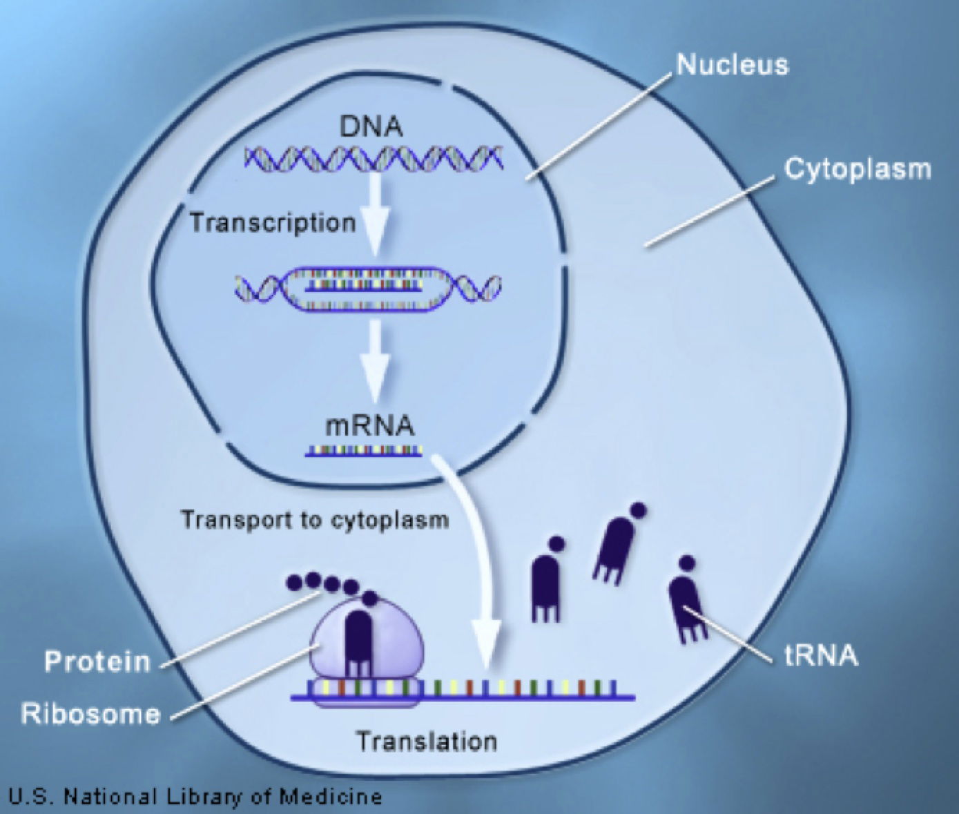 What is the process of creating MRNA from the code in DNA?