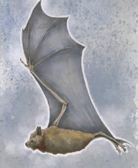 Bat