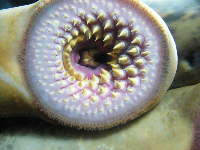 Lamprey Mouth