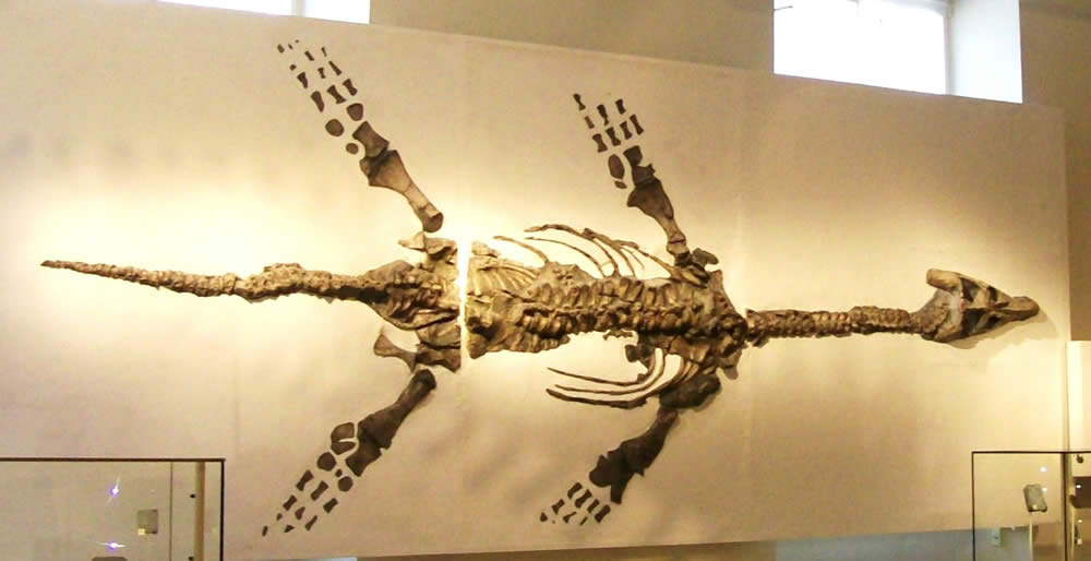 Plesiosaur Skeleton