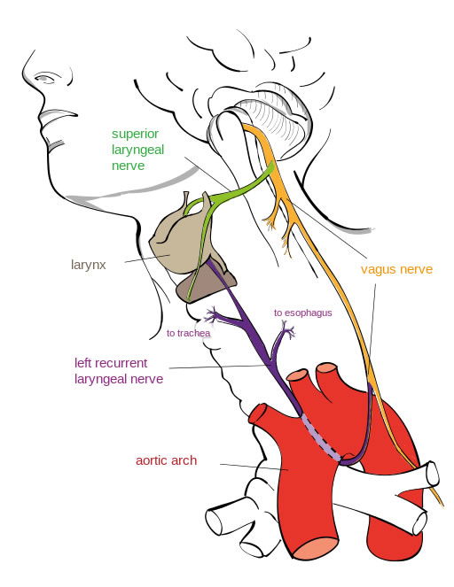 Left recurrent laryngeal nerve