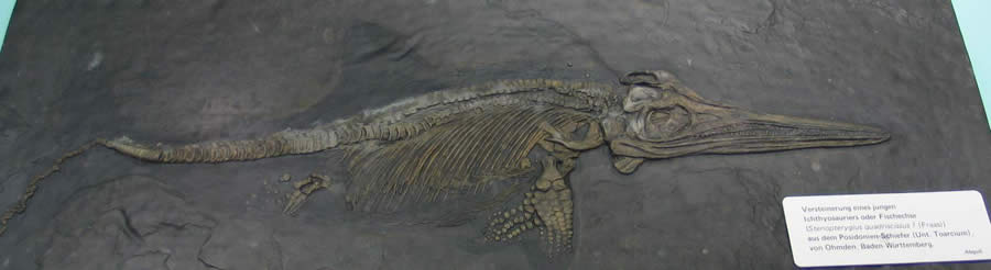 stenopterygius