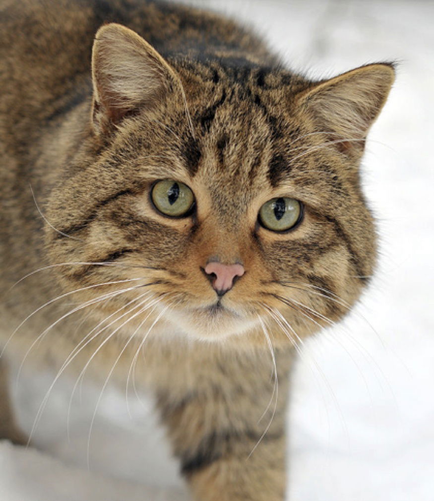 How Domestic Cats Differ From Wildcats And Other Carnivores Answers 