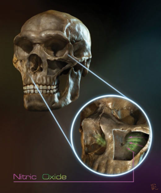 Nitric Oxide in Neanderthal Nose