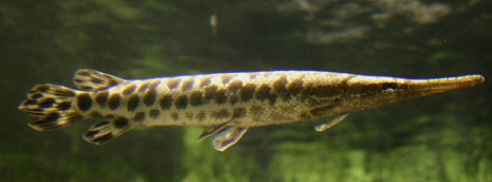 gar