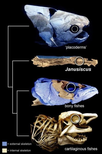 Cartilaginous Fishes