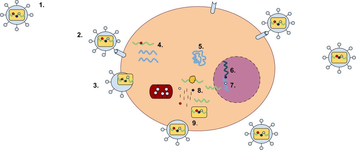 Life cycle of a retrovirus