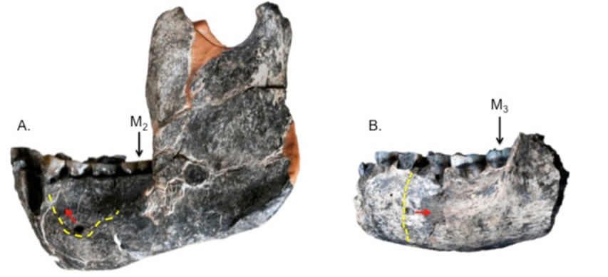 Afarensis mandible