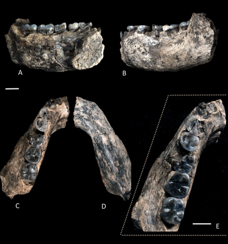 LD350-1 mandible