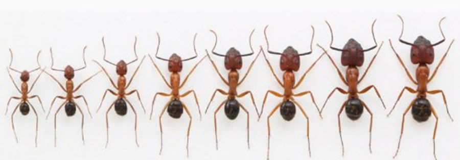 Carpenter Ants in Various Sizes